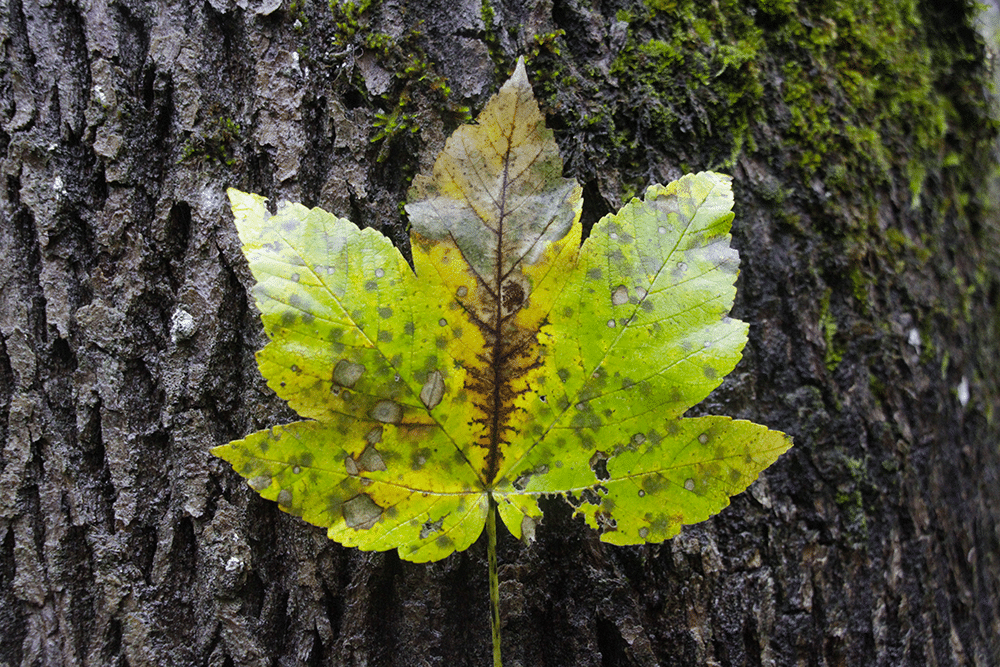 feuille_sorties